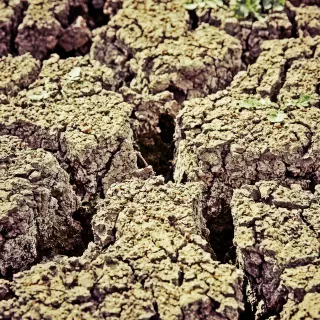 Uprawa roślin na glebie gliniastej: 4 sprawdzone sposoby